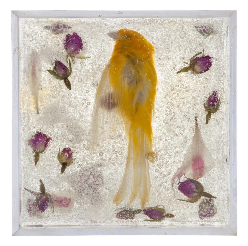 Hamed Jaberha - Lovebird, Industrial gelatin, plexiglas, 15x15x15 cm, 2017 